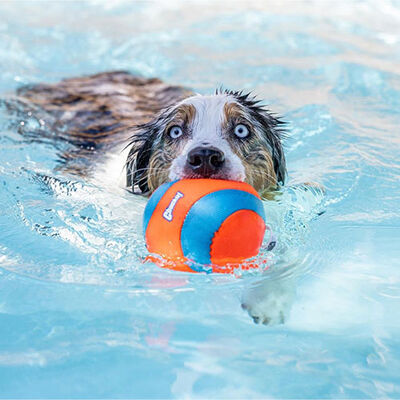 Chuckit! Amphibious Yüzebilen Köpek Oyun Topu 12 Cm 