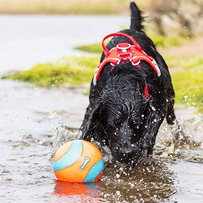 Chuckit! Amphibious Yüzebilen Köpek Oyun Topu 12 Cm 