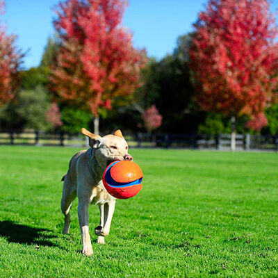 Chuckit! Kick Fetch Köpek Oyun Topu Büyük Boy 20 Cm 