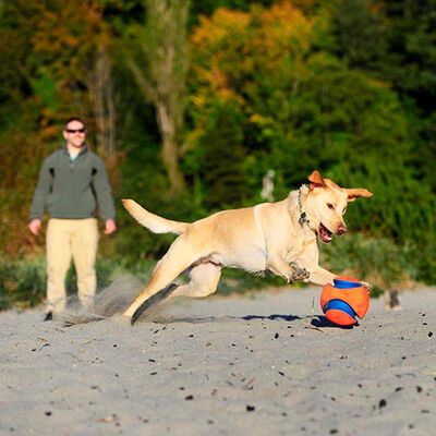 Chuckit! Kick Fetch Köpek Oyun Topu Büyük Boy 20 Cm 