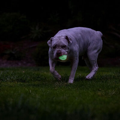 Chuckit! Max Glow Air Fetch Gece Parlayan Köpek Oyun Topu Orta Boy 6,5 Cm 