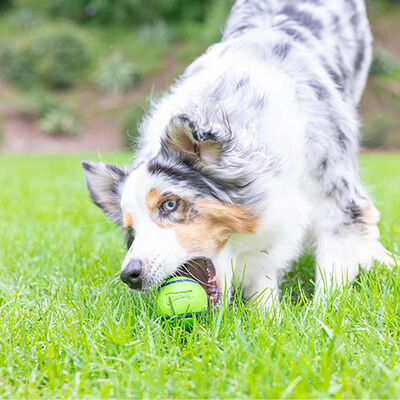 Chuckit! Sniff Fetch Fıstık Ezmesi Kokulu Köpek Oyun Topu Orta Boy 6,5 Cm 