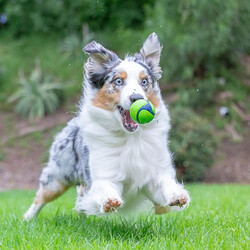 Chuckit! Sniff Fetch Fıstık Ezmesi Kokulu Köpek Oyun Topu Orta Boy 6,5 Cm - Thumbnail