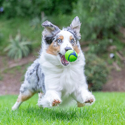 Chuckit! Sniff Fetch Fıstık Ezmesi Kokulu Köpek Oyun Topu Orta Boy 6,5 Cm 
