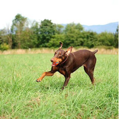 Chuckit! Ultra Ball Dayanıklı Köpek Oyun Topu Large 7,5 Cm 