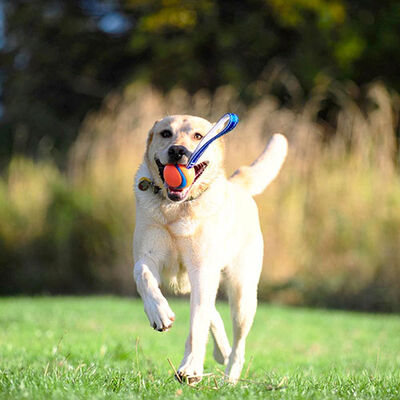 Chuckit! Ultra Duo Tug Dayanıklı Çekiştirme Köpek Oyun Topu Büyük Boy 7,6 Cm 