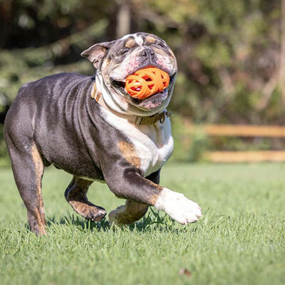 Chuckit!Air Fetch Football Köpek Oyun Topu 14 Cm 