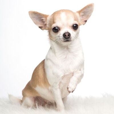 Çivava (Chihuahua) Cinsi Köpekler Neden Titrer?