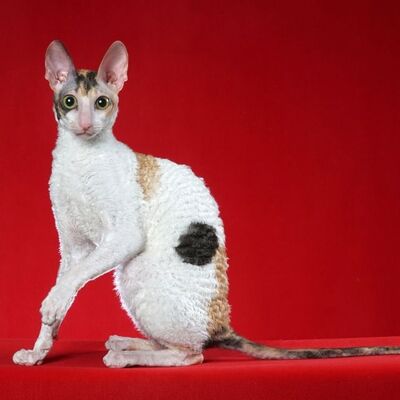 Cornish Rex Kedisi Özellikleri ve Bakımı