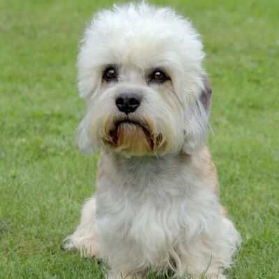 Dandie Dinmont Terrier Köpek Irkı Özellikleri ve Bakımı