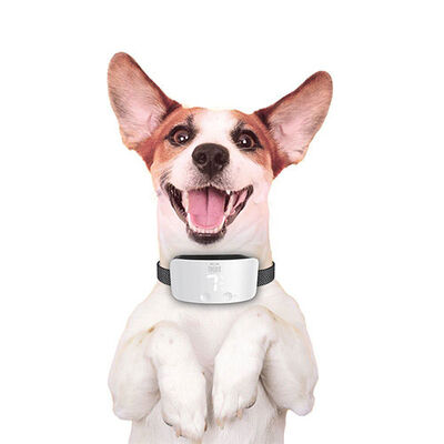 Doggie Premium Havlama Önleyici Köpek Eğitim Tasması Beyaz 
