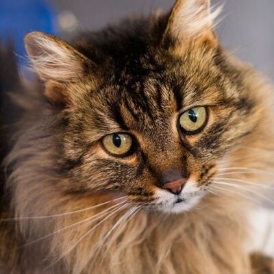 Domestic Longhair Kedi Irkı Özellikleri ve Bakımı