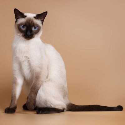 Dünyanın En Pahalı ve Değerli Kedi Cinsleri