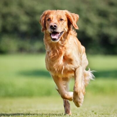 En Tatlı ve Sevecen Köpek Cinsleri 