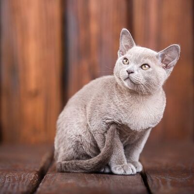 European Burmese Kedi Irkı Özellikleri ve Bakımı