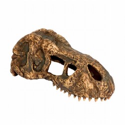 Exo Terra - Exo Terra T-rex Kafatası Sürüngen Aksesuarı 