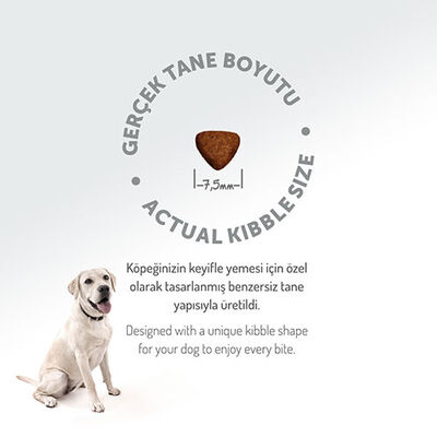 Felicia Hypoallergenic Küçük ve Orta Irk Kuzulu Düşük Tahıllı Yavru Köpek Maması 3 Kg  Felicia Hypoallergenic Küçük ve Orta Irk Kuzulu Düşük Tahıllı Yavru Köpek Maması 3 Kg