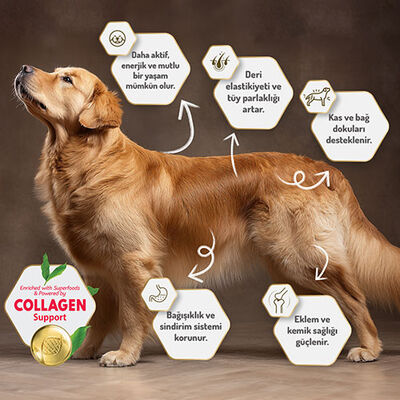 Felicia Hypoallergenic Medium Large Somonlu Düşük Tahıllı Yetişkin Köpek Maması 15 Kg 