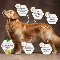 Felicia HypoAllergenic Small Mini Somonlu Küçük Irk Düşük Tahıllı Yetişkin Köpek Maması 3 Kg - Thumbnail