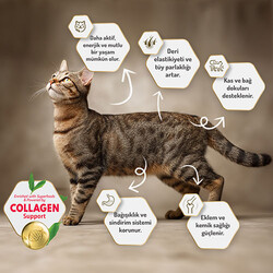 Felicia Hypoallergenic Somonlu Düşük Tahıllı Yetişkin Kedi Maması 12 Kg - Thumbnail