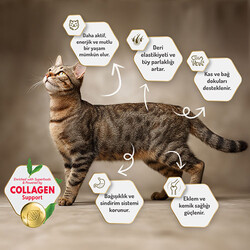Felicia Hypoallergenic Urinary Somonlu Düşük Tahıllı Kısırlaştırılmış Kedi Maması 2 Kg - Thumbnail