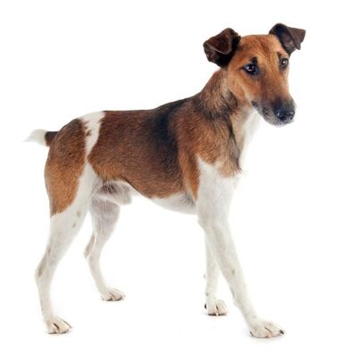 Fox Terrier (Smooth) Köpek Irkı Özellikleri ve Bakımı