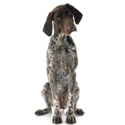 German Shorthaired Pointer (Alman Kısa Tüylü Puanter) Özellikleri ve Bakımı