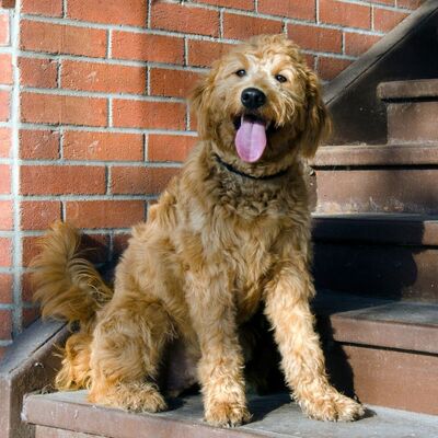 Goldendoodle Köpek Irkı Özellikleri ve Bakımı