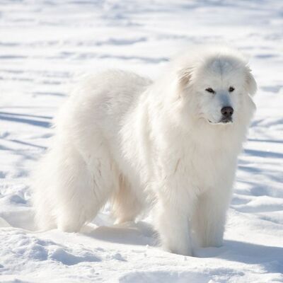 Great Pyrenees Köpek Irkı Özellikleri ve Bakımı