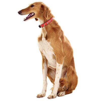 Greyhound Köpek Irkı Özellikleri ve Bakımı