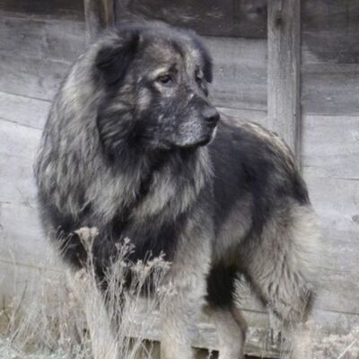 İlirya Çoban Köpeği (Sarplaninac) Özellikleri ve Bakımı