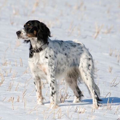 İngiliz Setter Köpek Irkı Özellikleri ve Bakımı