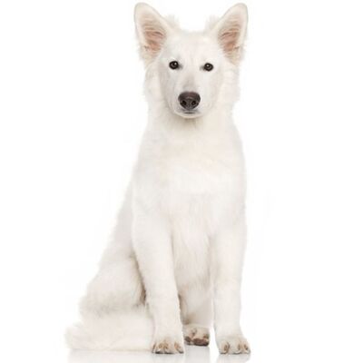 White Swiss Shepherd (İsviçre Kurdu) Özellikleri ve Bakımı