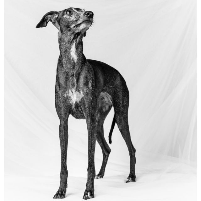 İtalyan Greyhound (İtalyan Tazısı) Köpek Irkı Özellikleri ve Bakımı