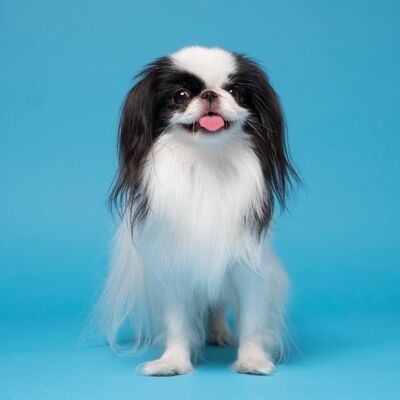 Japanese Spaniel (Japanese Chin) Köpek Irkı Özellikleri ve Bakımı