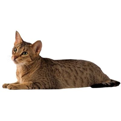Kanaani Kedi Irkı Özellikleri ve Bakımı