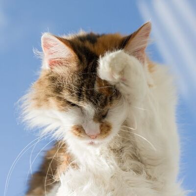 Kedi Piresi Nedir? Kedi Piresi Nasıl Tedavi Edilir?