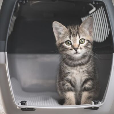 Kediler Taşıma Çantalarına Nasıl Alıştırılır?