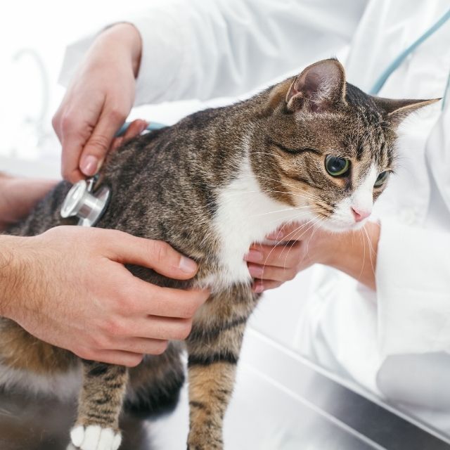 Kedilerde Astım Nedir? Nedenleri, Belirtileri ve Tedavisi 
