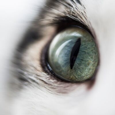 Kedilerde Göz Kızarıklığı, Nedenleri ve Tedavisi 