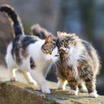 Kedilerde Kızgınlık Dönemi: Bilmeniz Gerekenler