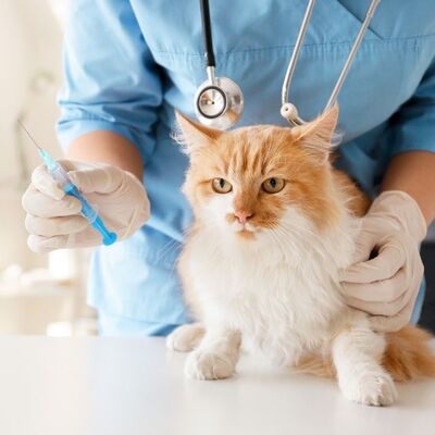 Kedilerde Kuduz Aşısı