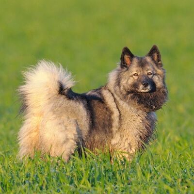 Keeshond Köpek Irkı Özellikleri ve Bakımı