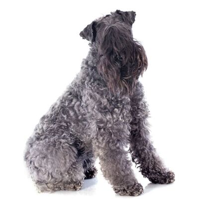 Kerry Blue Terrier Köpek Irkı Özellikleri ve Bakımı