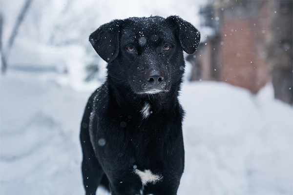 Kış Mevsiminde Sokak Hayvanları İçin Mama ve Su Desteğinin Önemi