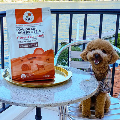 Kito Doğal Besi Kuzu Etli Mini Irk Yetişkin Köpek Maması 2,5 Kg 