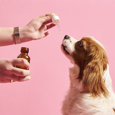Kito Skin Coat Tüy Sağlığını Destekleyici Köpek Multivitamini 50 ml 
