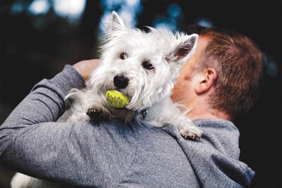 Kong Air Squeaker Sesli Tenis Topu Köpek Oyuncağı Small 5 Cm