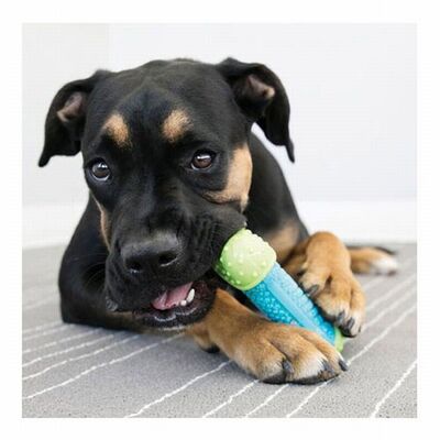 Kong Core Strength Plastik Köpek Çiğneme Oyuncağı, 17,5 Cm 