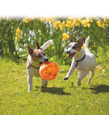 Kong Jumbler Toplu Köpek Oyuncağı 17 Cm Medium Large